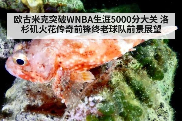 欧古米克突破WNBA生涯5000分大关 洛杉矶火花传奇前锋终老球队前景展望